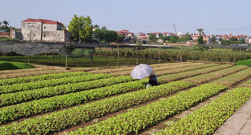 Niềm vui đồng bãi