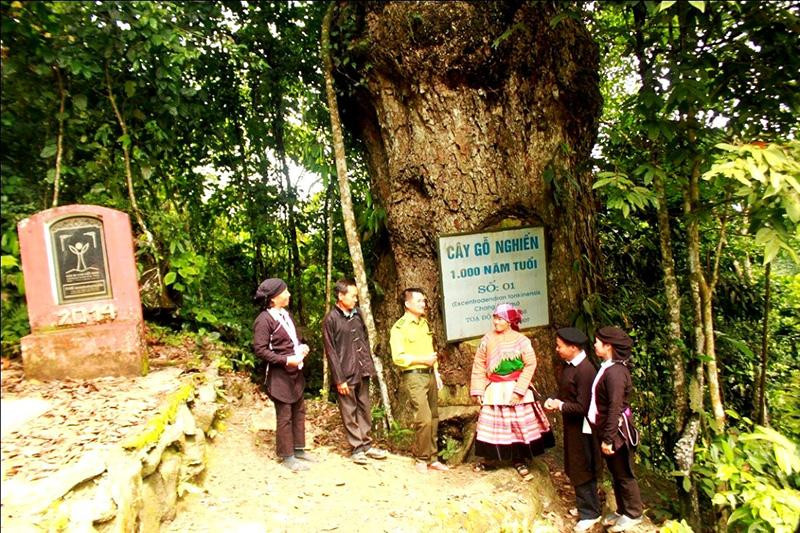 Cây gỗ nghiến nghìn tuổi và cánh rừng gỗ nghiến hơn 260ha trên núi ở Cốc Ly là điểm đến thu hút du khách.