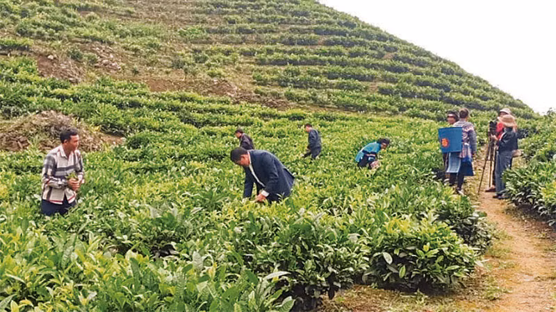 Đồng bào dân tộc xã Cao Sơn (Lào Cai) trồng chè để thoát nghèo. (Ảnh TÂM THỜI)