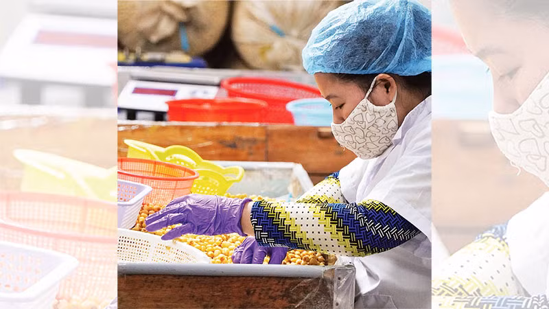 Công nhân Công ty TNHH một thành viên Nam Huy Đồng Tháp lựa hạt sen sấy (sản phẩm OCOP 5 sao) để đóng gói.