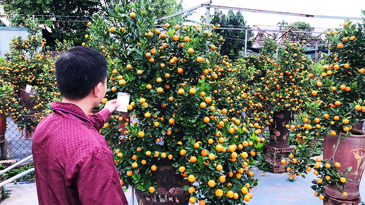 Đi mua sớm là cách tốt và kinh tế nhất nếu muốn chọn được cây đẹp. 