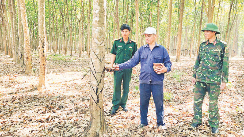 Cán bộ, chiến sĩ Chi nhánh 716 (Binh đoàn 15) hướng dẫn công nhân khai thác, chăm sóc cây cao-su.
