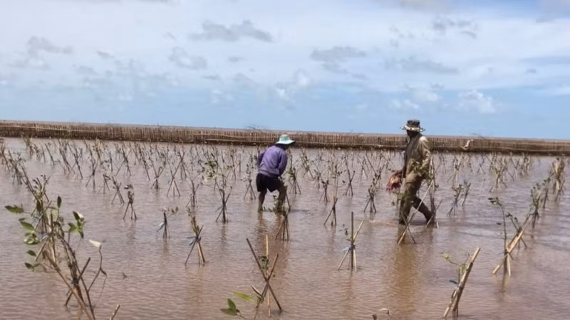 Cộng đồng có thể tự đo đếm sinh khối, đưa ra được hệ số quy đổi sinh khối tươi sang sinh khối khô của 3 loài bần, mắm, đước bằng các phương pháp khoa học tin cậy. 