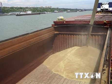 Vận chuyển lúa mỳ lên tàu hàng tại Cảng Quốc tế Rostov-on-Don để chuyển tới Thổ Nhĩ Kỳ. (Ảnh: AFP/TTXVN)
