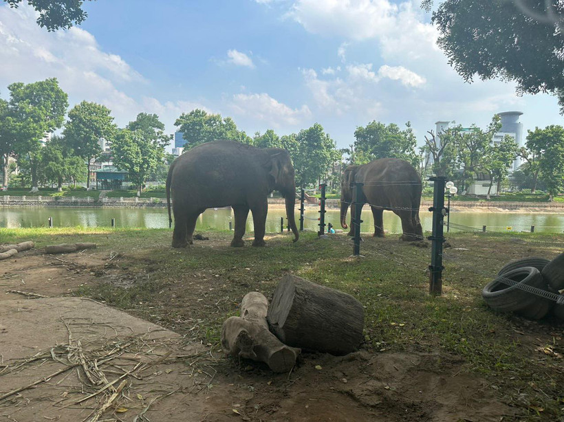Hai chú voi Thái và Banang đã được cởi xích chân sau khi hàng rào điện mới được hoàn thành. (Ảnh: Nguyễn Định)