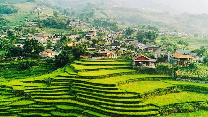 Mùa lúa ở Tả Van