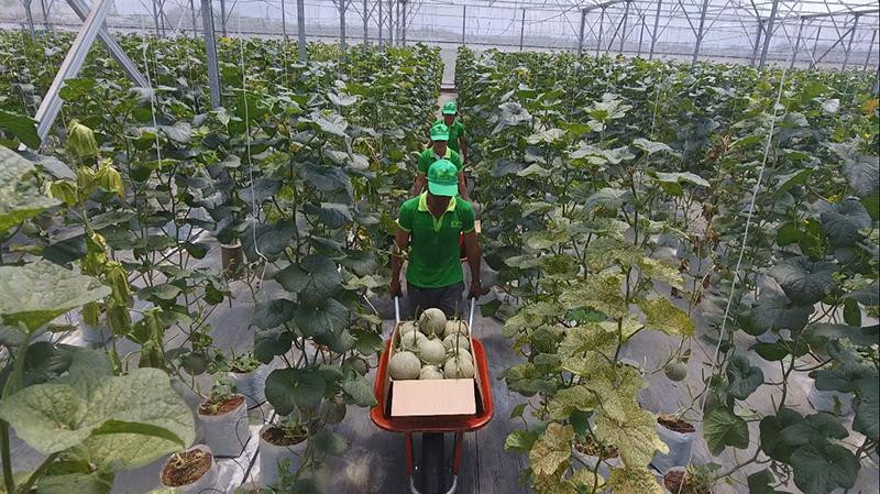 Nông sản muốn chinh phục thị trường Hà Lan và Bắc Âu phải đáp ứng các tiêu chuẩn cao của thị trường.