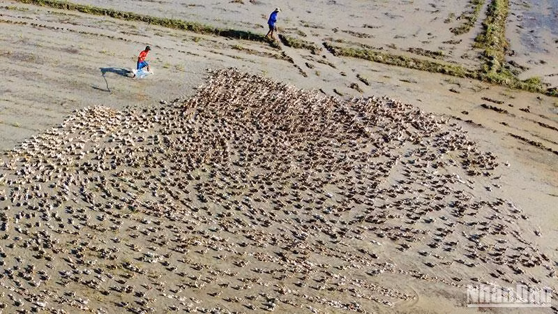 Nghề nuôi vịt đẻ trứng chạy đồng rất cơ cực nhưng rất phổ biến ở miền Tây Nam Bộ.