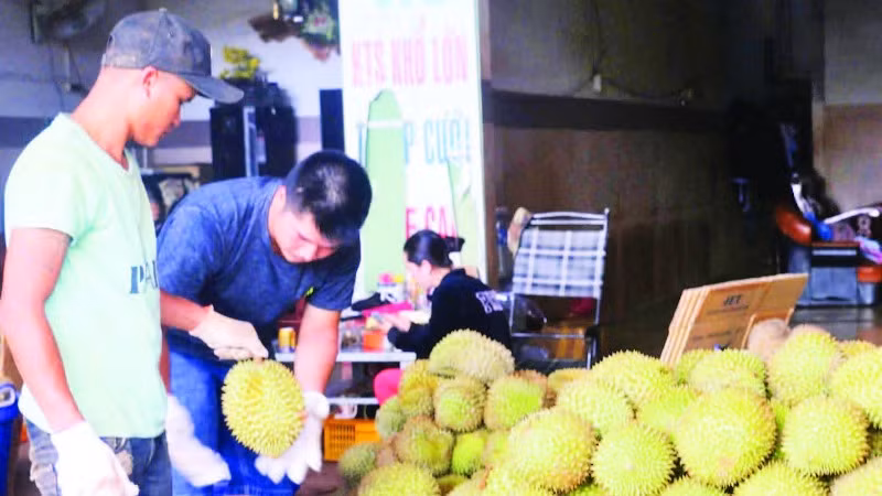 Sản phẩm sầu riêng từ mô hình tiêu chuẩn VietGAP có mẫu mã, chất lượng tốt, được thị trường đón nhận.