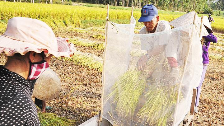 Cơn mưa mùa gặt