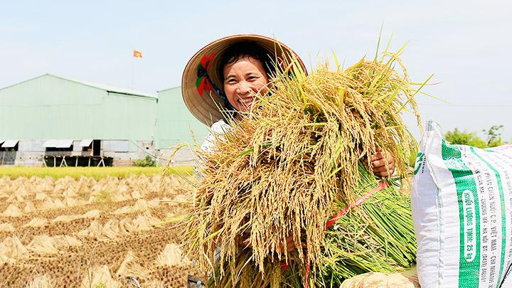 Mùa vàng trong bình yên 