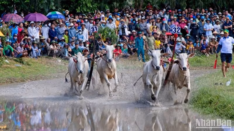 Hai đôi bò tranh tài quyết liệt.