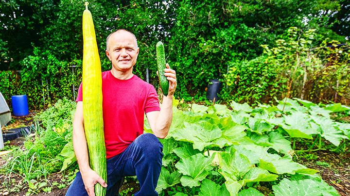 Quả dưa chuột khổng lồ