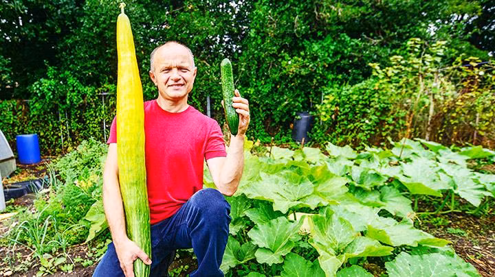 Quả dưa chuột khổng lồ