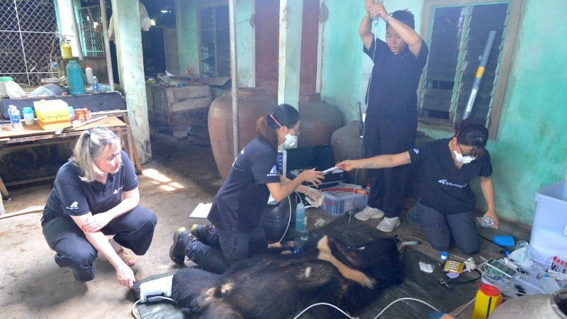 Nhân viên cứu hộ kiểm tra, chăm sóc sức khỏe cá thể gấu ngựa.