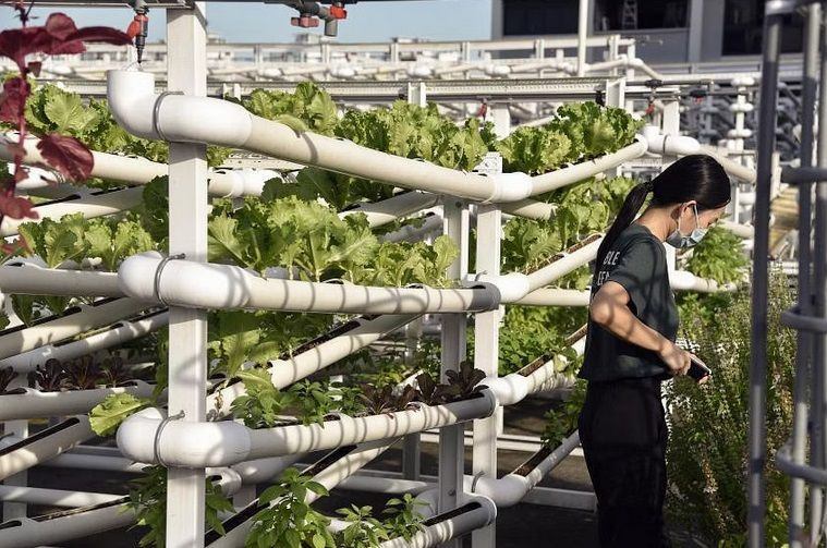 Ảnh: THE STRAITS TIMES