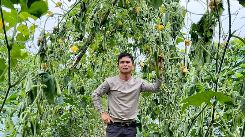 Anh Huynh thất thần bên ruộng bí bị chặt phá. (Ảnh: CTV)