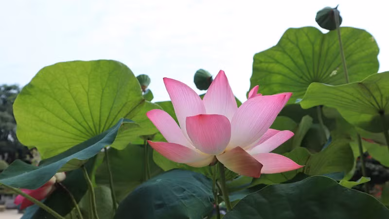 Hoa sen hội tụ các yếu tố vừa đời thường lại vừa cao quý, tựa như con người vừa giản dị nhưng thanh cao của Bác.