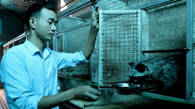 Anh Vũ Văn Cử chăm sóc bầy chồn hương.