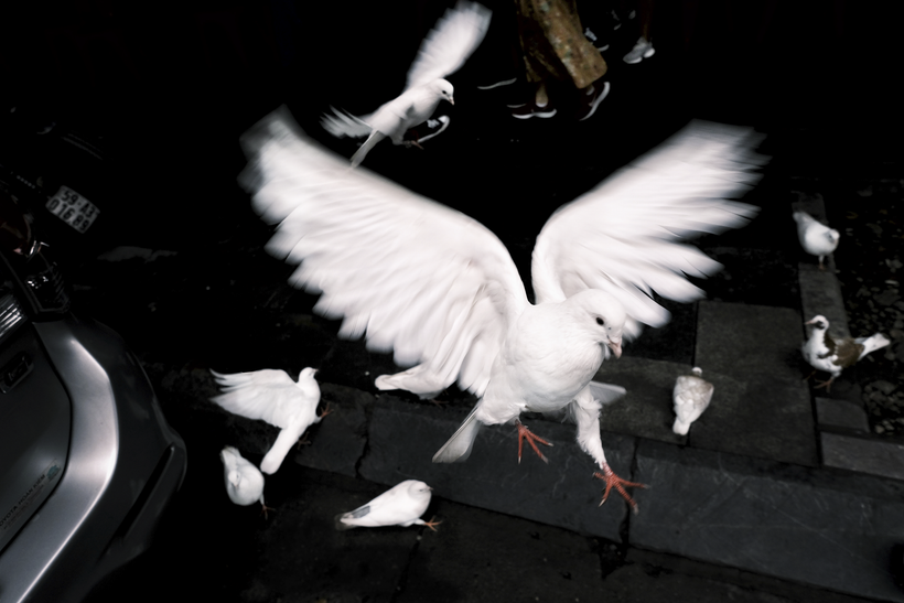 Chu Việt Hà, Bồ câu (phố Hàng Trống), Hoàn Kiếm, Hà Nội, năm 2020. Ảnh: NVCC