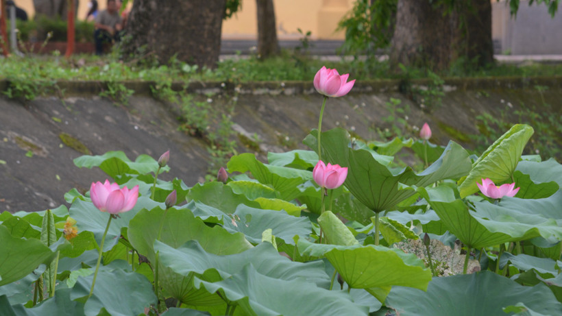 Hoa sen hội tụ các yếu tố vừa đời thường lại vừa cao quý.