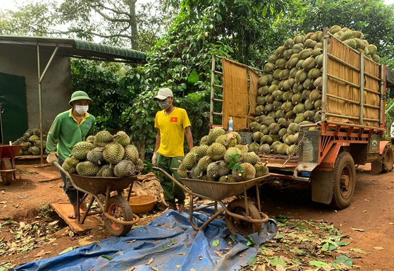 Thu hoạch sầu riêng trên địa bàn huyện Krông Pắc, tỉnh Đắk Lắk. Ảnh: Công Lý