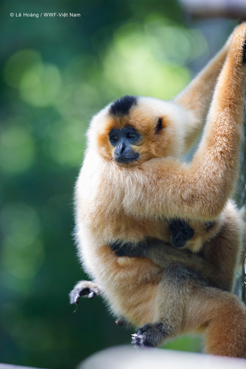 "Cuộc cách mạng Sách đỏ lần thứ tư"