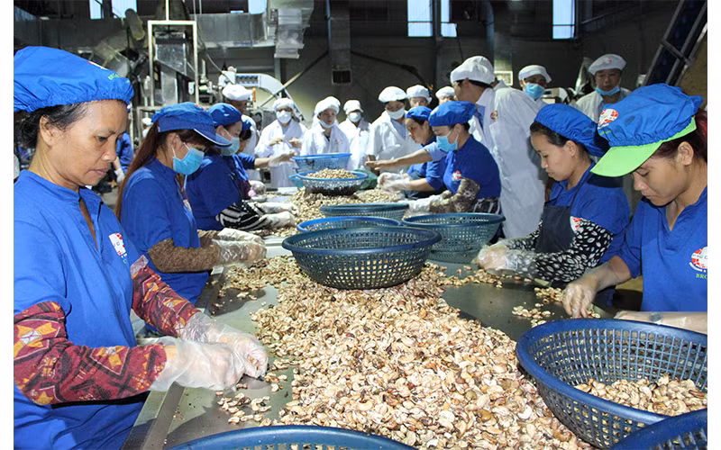 Chế biến điều nhân xuất khẩu ở tỉnh Bình Phước.