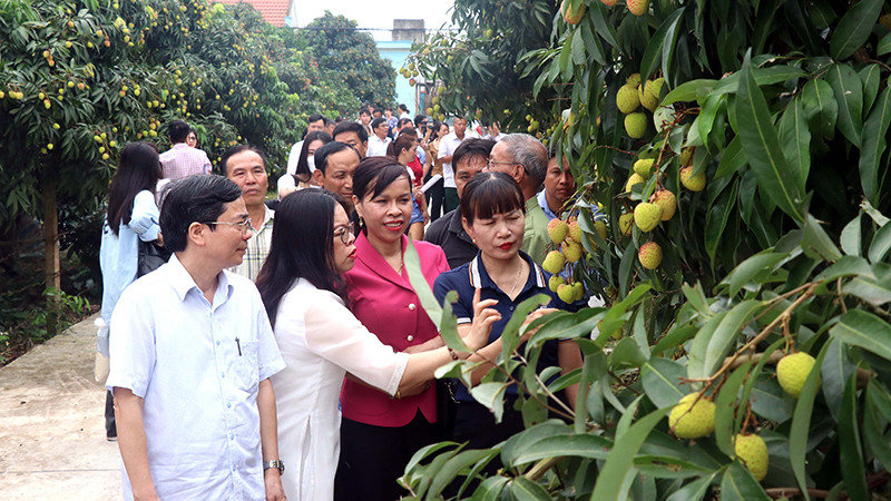 Vùng sản xuất vải lai chín sớm theo tiêu chuẩn VietGAP ở xã Tam Đa, huyện Phù Cừ tỉnh Hưng Yên.