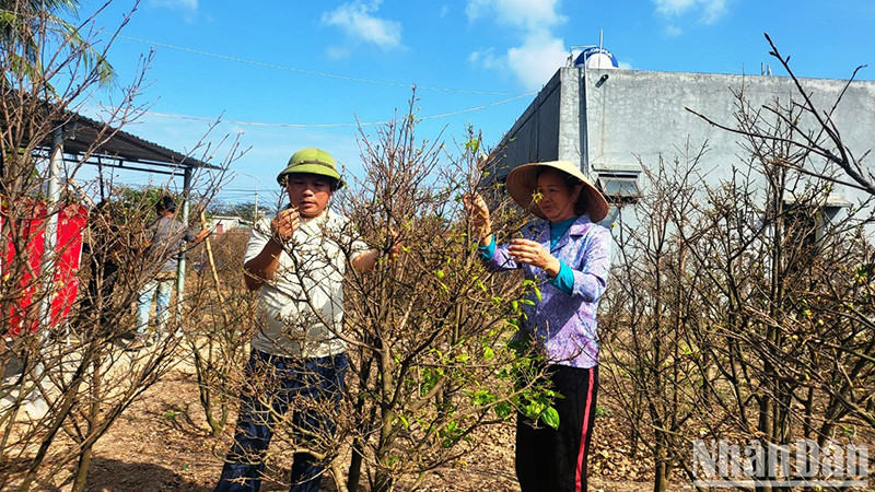 Vào dịp cuối tháng 11, đầu tháng 12 âm lịch, người trồng mai sẽ tiến hành tuốt lá để điều chỉnh thời gian cây mai nở hoa.
