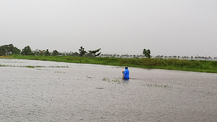 Mưa ngập đồng màu vụ đông (ảnh chụp tại Duy Xuyên, Quảng Nam).
