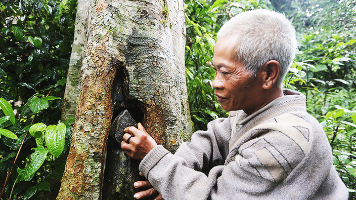 Người dân sửa lại bọng cây để dụ ong về làm tổ.