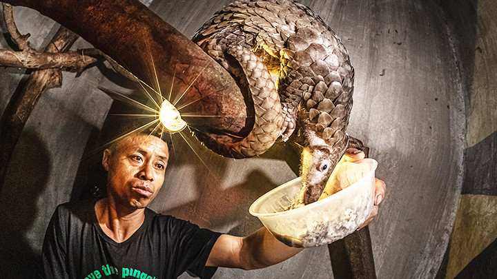 Chăm sóc tê tê tại Vườn quốc gia Cúc Phương.