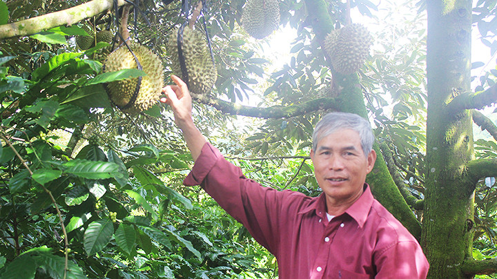 Ông Định (Bảo Lộc, Lâm Đồng) giải thích về chuyện thương lái cắt sầu riêng, cắt cả những trái còn non.