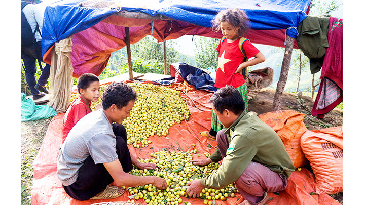 Một hộ gia đình phân loại táo mèo.