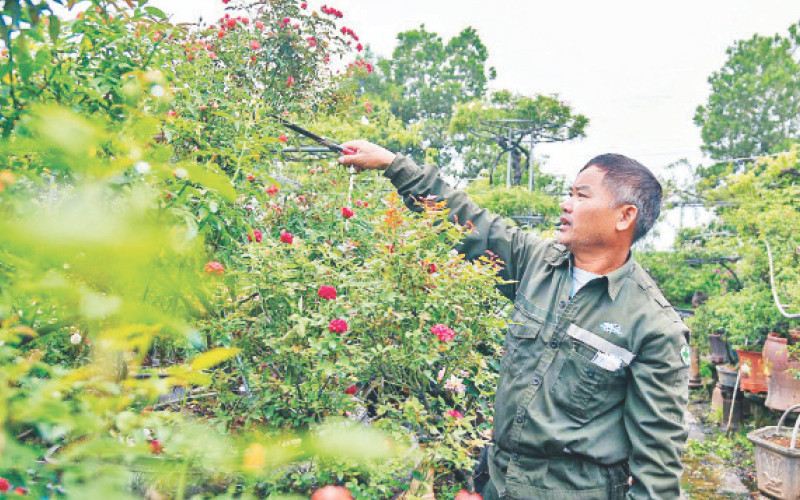 Ông Phạm Đức Tài chăm sóc hoa hồng tại vườn.