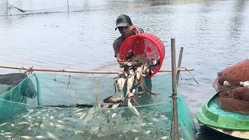 Người dân tỉnh Hậu Giang thu hoạch cá nuôi trong ruộng lúa.
