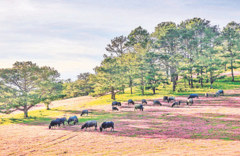 Đàn trâu được thả trên đồi cỏ hồng dưới chân núi Lang Biang. 