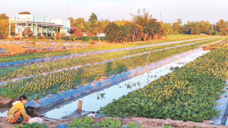 Nông dân vùng ngọt huyện Trần Văn Thời (tỉnh Cà Mau) áp dụng nhiều mô hình đa canh tiết kiệm nước tưới trong mùa khô hạn. 