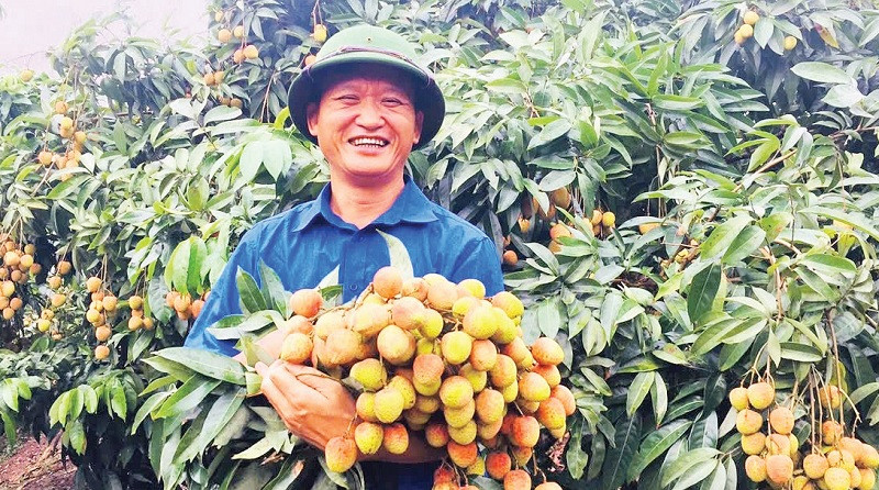 Anh Trần Đức Hanh trong vườn vải thiều sớm của gia đình.