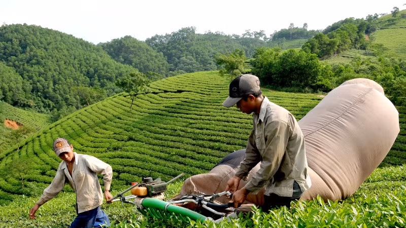 Việt Nam đang tập trung phát triển các vùng chè an toàn để đẩy mạnh xuất khẩu. 