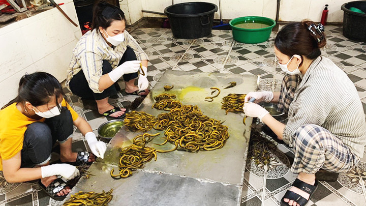 Sơ chế lươn tại nhà anh Nguyễn Thanh, làng nghề Phan Thanh.