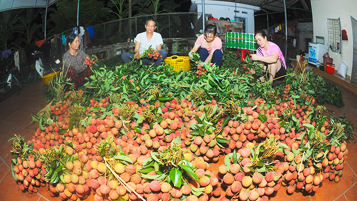 Hộ ông Trương Văn Tư, tổ dân phố Nhất Thành, thị trấn Chũ, năm nay đạt sản lượng hơn 10 tấn vải VietGAP.