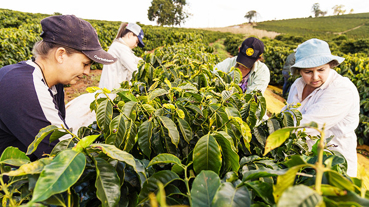 Cà-phê không có caffein đang được trồng thử nghiệm. Ảnh: GETTY