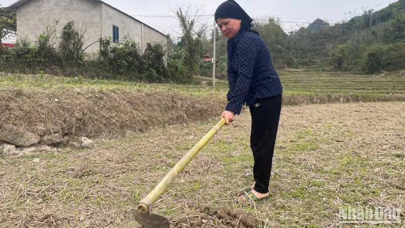 Khu cánh đồng ở Nà Tuồng, xã Xuân Dương (Na Rì) đang chờ nước mưa để sản xuất. (Ảnh: TUẤN SƠN)