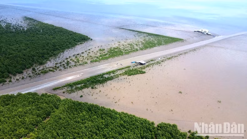 Một góc không gian xanh tại khu vực Bãi Bồi thuộc Vườn Quốc gia Mũi Cà Mau. (Ảnh minh họa)