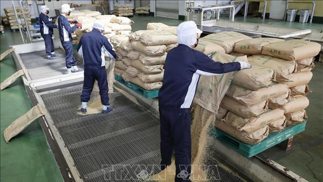 Gạo dự trữ của Chính phủ được chuyển tới nhà máy xay xát ở tỉnh Saitama, Nhật Bản, ngày 18/3/2025. Ảnh: Kyodo/TTXVN