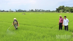 Chính quyền xã Xuân Lộc đốc thúc, hướng dẫn người dân phòng trừ sâu bệnh gây hại trên lúa.