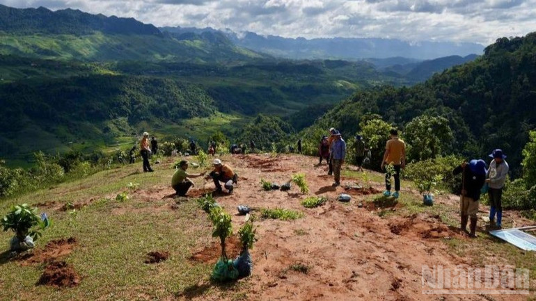 Tại sự kiện, đại diện các đơn vị, chính quyền địa phương và người dân trực tiếp trồng các cây giống lâm nghiệp chất lượng cao, gồm nhiều loài cây gỗ quý hiếm. ndo_br_2-gop-la-va-rung-nam-2025-dat-muc-tieu-trong-moi-va-phuc-hoi-100-ha-rung-gop-phan-tao-lai-sinh-canh-song-cho-cac-loai-hoang-da-6403.jpg