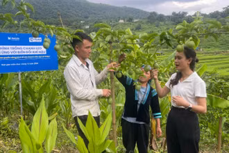 Mô hình phát triển chanh leo giúp nhiều thanh niên dân tộc thiểu số xã Dào San cải thiện thu nhập ổn định đời sống.